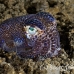 squid_bobtail_fb_bb_si_h_0887_kom1608.jpg